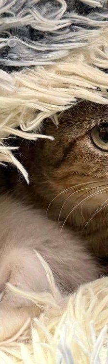 Perico – Siam-Mix, Männchen, 1 Monat, 65520 Bad Camberg – Foto 6