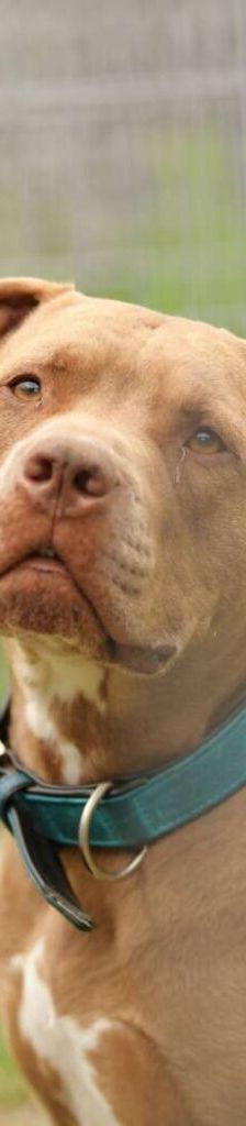 TJ (Tommy Junior) – Staffordshire-Mix, Männchen, 5 Jahre, 13057 Berlin – Foto 1