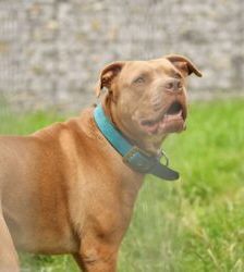 TJ (Tommy Junior) – Staffordshire-Mix, Männchen, 5 Jahre, 13057 Berlin – Foto 2