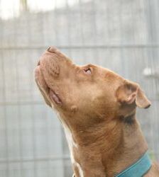 TJ (Tommy Junior) – Staffordshire-Mix, Männchen, 5 Jahre, 13057 Berlin – Foto 3
