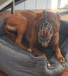 TJ (Tommy Junior) – Staffordshire-Mix, Männchen, 5 Jahre, 13057 Berlin – Foto 4