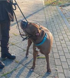 TJ (Tommy Junior) – Staffordshire-Mix, Männchen, 5 Jahre, 13057 Berlin – Foto 6