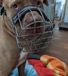 TJ (Tommy Junior) – Staffordshire-Mix, Männchen, 5 Jahre, 13057 Berlin – Foto 7