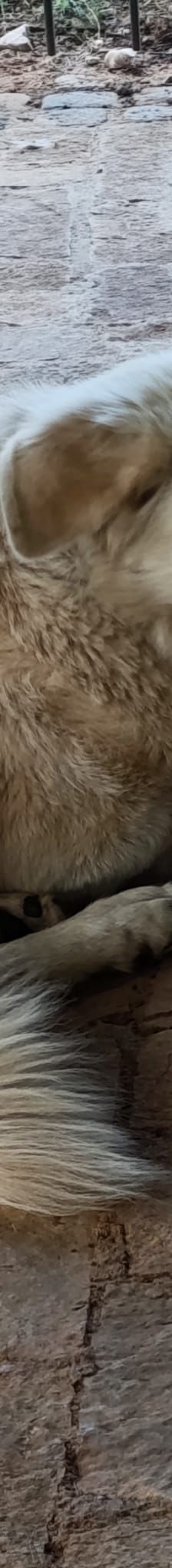 Duška – Mischling, Weibchen, 1 Jahr, Nordic Strays e.V. – Foto 1