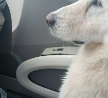 Duška – Mischling, Weibchen, 1 Jahr, Nordic Strays e.V. – Foto 2