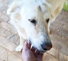Duška – Mischling, Weibchen, 1 Jahr, Nordic Strays e.V. – Foto 3