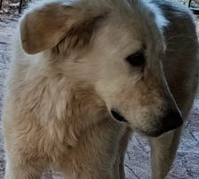 Duška – Mischling, Weibchen, 1 Jahr, Nordic Strays e.V. – Foto 4