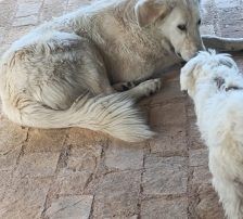 Duška – Mischling, Weibchen, 1 Jahr, Nordic Strays e.V. – Foto 5