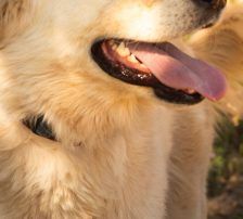 Duška – Mischling, Weibchen, 1 Jahr, Nordic Strays e.V. – Foto 6