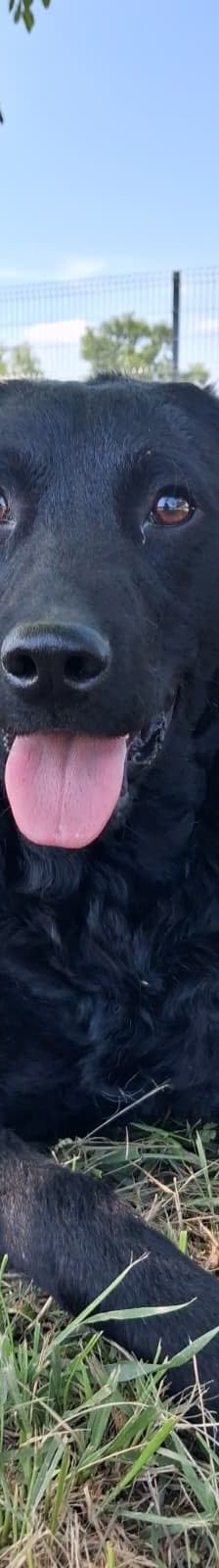 Duška – Mischling, Weibchen, 1 Jahr, Nordic Strays e.V. – Foto 8