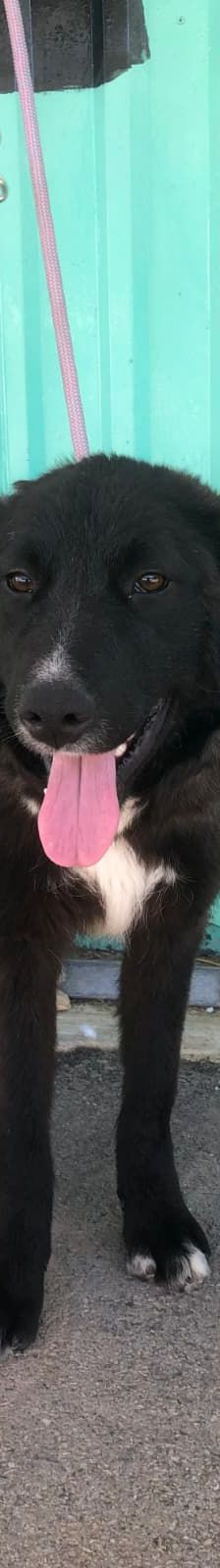 Duška – Mischling, Weibchen, 1 Jahr, Nordic Strays e.V. – Foto 9