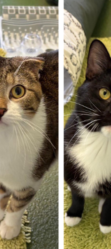 Sherlock und Watson – Katze, Männchen, 10 Monate, 28357 Bremen – Foto 1