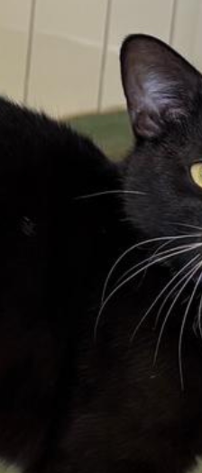 Sherlock und Watson – Katze, Männchen, 10 Monate, 28357 Bremen – Foto 2