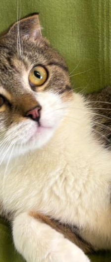 Sherlock und Watson – Katze, Männchen, 10 Monate, 28357 Bremen – Foto 3