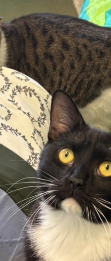 Sherlock und Watson – Katze, Männchen, 10 Monate, 28357 Bremen – Foto 4