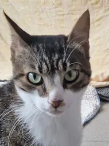 Bouboukos – EKH, Männchen, Alter unbekannt, 90537 Feucht – Foto 1