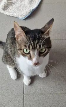 Bouboukos – EKH, Männchen, Alter unbekannt, 90537 Feucht – Foto 2