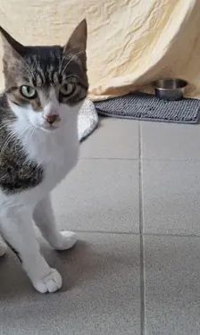 Bouboukos – EKH, Männchen, Alter unbekannt, 90537 Feucht – Foto 3