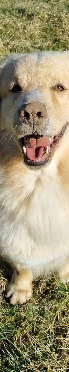 KYMA – Herdenschutzhund Mischling, Männchen, 2 Jahre 8 Monate, 81829 München – Foto 2