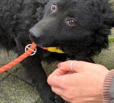 Viktor – Kroatischer-Schäferhund-Mix, Männchen, 3 Jahre, Nordic Strays e.V. – Foto 3
