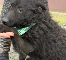 Viktor – Kroatischer-Schäferhund-Mix, Männchen, 3 Jahre, Nordic Strays e.V. – Foto 4