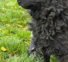 Viktor – Kroatischer-Schäferhund-Mix, Männchen, 3 Jahre, Nordic Strays e.V. – Foto 5
