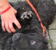 Viktor – Kroatischer-Schäferhund-Mix, Männchen, 3 Jahre, Nordic Strays e.V. – Foto 6
