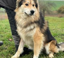 Viktor – Kroatischer-Schäferhund-Mix, Männchen, 3 Jahre, Nordic Strays e.V. – Foto 7