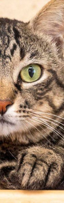 Mariano – Europäisch Kurzhaar, Männchen, 4 Jahre 6 Monate, 65520 Bad Camberg – Foto 2