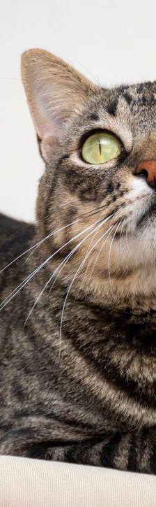 Mariano – Europäisch Kurzhaar, Männchen, 4 Jahre 6 Monate, 65520 Bad Camberg – Foto 11