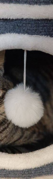 Mariano – Europäisch Kurzhaar, Männchen, 4 Jahre 6 Monate, 65520 Bad Camberg – Foto 21