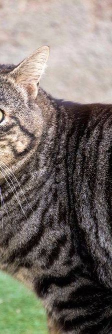 Mariano – Europäisch Kurzhaar, Männchen, 4 Jahre 6 Monate, 65520 Bad Camberg – Foto 23