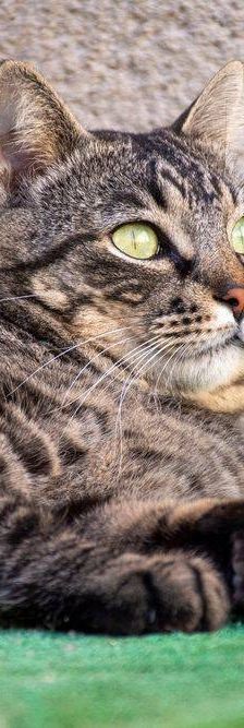 Mariano – Europäisch Kurzhaar, Männchen, 4 Jahre 6 Monate, 65520 Bad Camberg – Foto 24