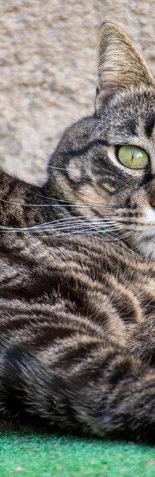 Mariano – Europäisch Kurzhaar, Männchen, 4 Jahre 6 Monate, 65520 Bad Camberg – Foto 26