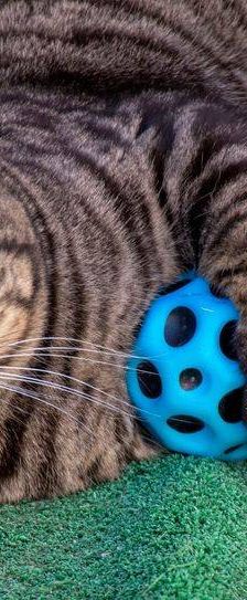 Mariano – Europäisch Kurzhaar, Männchen, 4 Jahre 6 Monate, 65520 Bad Camberg – Foto 29