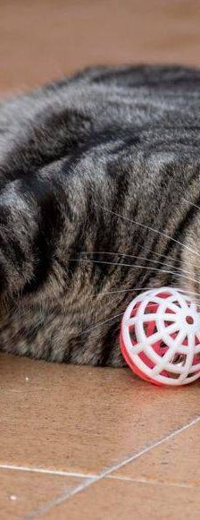 Mariano – Europäisch Kurzhaar, Männchen, 4 Jahre 6 Monate, 65520 Bad Camberg – Foto 4
