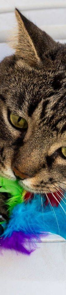 Mariano – Europäisch Kurzhaar, Männchen, 4 Jahre 6 Monate, 65520 Bad Camberg – Foto 34