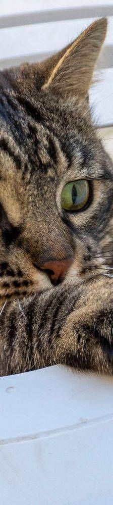 Mariano – Europäisch Kurzhaar, Männchen, 4 Jahre 6 Monate, 65520 Bad Camberg – Foto 35