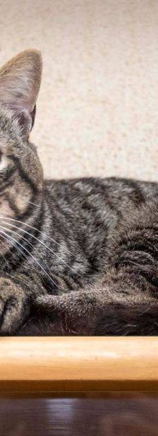 Mariano – Europäisch Kurzhaar, Männchen, 4 Jahre 6 Monate, 65520 Bad Camberg – Foto 5