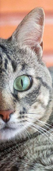 Mariano – Europäisch Kurzhaar, Männchen, 4 Jahre 6 Monate, 65520 Bad Camberg – Foto 6