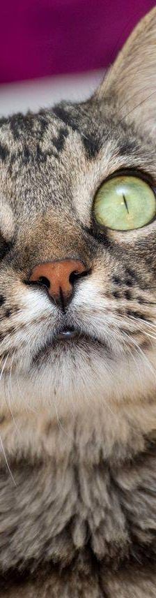 Mariano – Europäisch Kurzhaar, Männchen, 4 Jahre 6 Monate, 65520 Bad Camberg – Foto 8