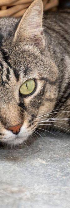 Mariano – Europäisch Kurzhaar, Männchen, 4 Jahre 6 Monate, 65520 Bad Camberg – Foto 10