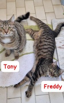 Toni und Freddy – EKH, Männchen, Alter unbekannt, 70195 Stuttgart-Botnang – Foto 1