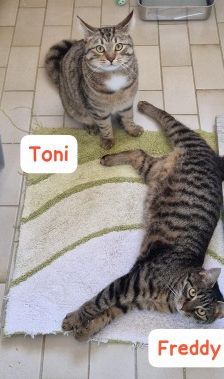 Toni und Freddy – EKH, Männchen, Alter unbekannt, 70195 Stuttgart-Botnang – Foto 2