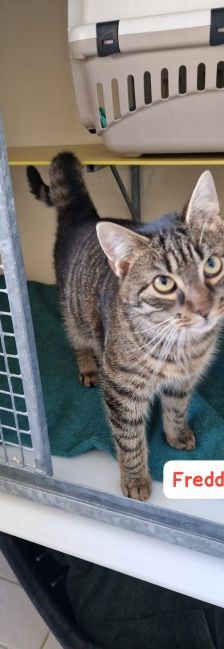 Toni und Freddy – EKH, Männchen, Alter unbekannt, 70195 Stuttgart-Botnang – Foto 3