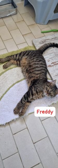 Toni und Freddy – EKH, Männchen, Alter unbekannt, 70195 Stuttgart-Botnang – Foto 4