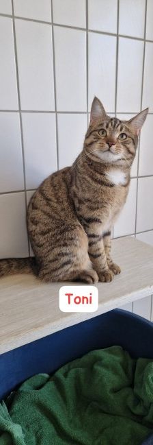 Toni und Freddy – EKH, Männchen, Alter unbekannt, 70195 Stuttgart-Botnang – Foto 5