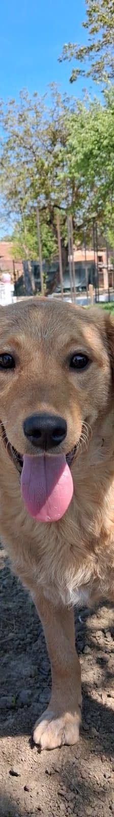 Ruma – Mischling, Weibchen, Alter unbekannt, Nordic Strays e.V. – Foto 1