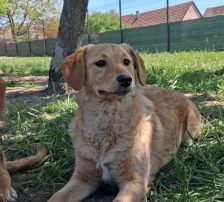 Ruma – Mischling, Weibchen, Alter unbekannt, Nordic Strays e.V. – Foto 2