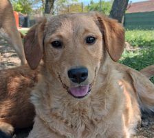 Ruma – Mischling, Weibchen, Alter unbekannt, Nordic Strays e.V. – Foto 3